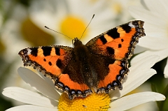 David Plant Photography - Wildlife Photography - Small tortoiseshell - A